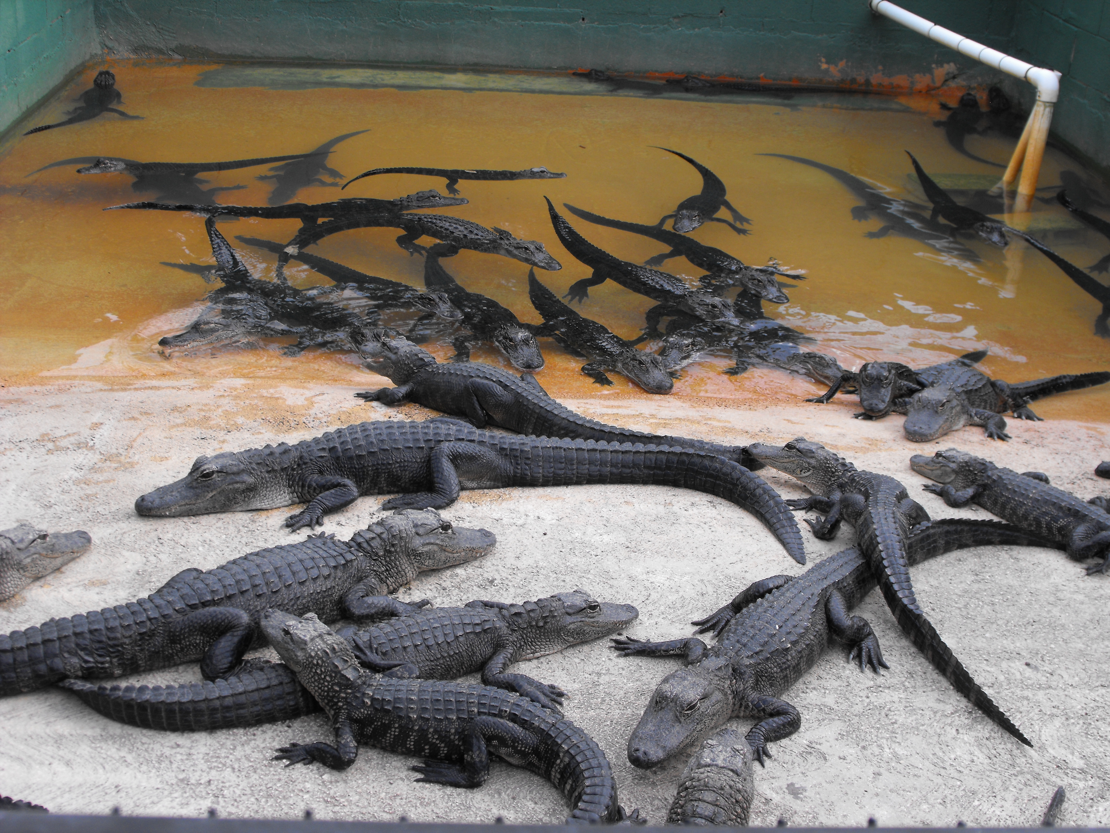 ./2012/Christmas/Aligator Farm/DSCF4293.JPG